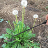 WeedRemover 1+1 FREE: Ergonomic Weed Removal Garden Tool