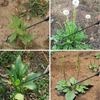 WeedRemover 1+1 FREE: Ergonomic Weed Removal Garden Tool
